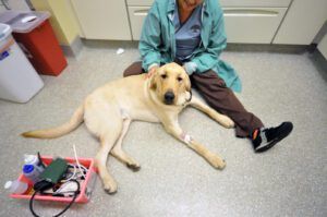 dog at vet pet insurance for vet emergencies