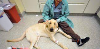 dog at vet pet insurance for vet emergencies