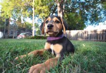 puppy lying in the grass