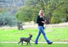 dog being walked