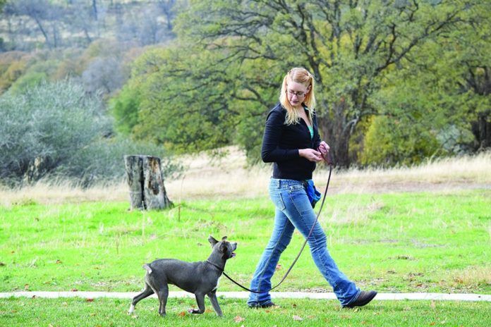 dog being walked