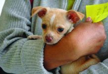 puppy being held