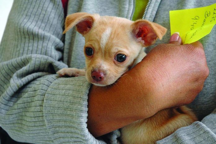 puppy being held