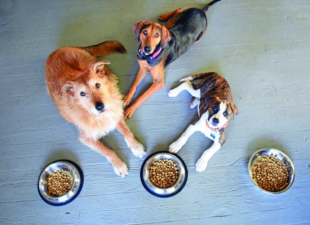 Interactive Slow Feeder Bowl  If Your Dog Eats Like They'll Never