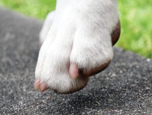 A white dog's paw with short nails