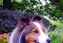 Sheltie dog