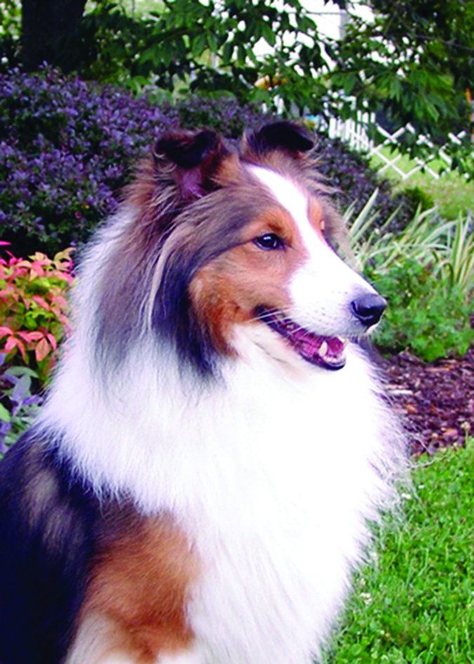 The Dog is Throwing Up Your Guide to Dog Vomiting Whole Dog