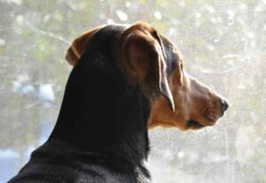 dog looking out window