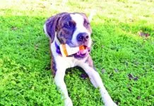 Bull dog
