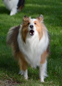 A Shetland Sheepdog (sheltie) looks at the camera and barks. 