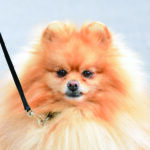 A Pomeranian looks directly into the camera.