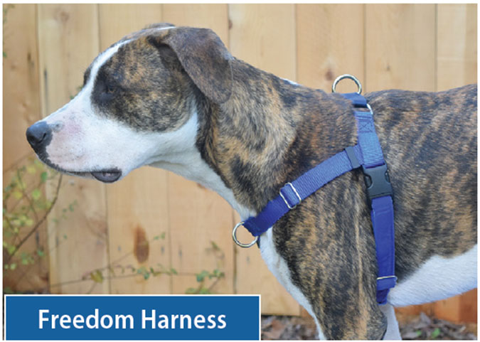 Front harness dog deals