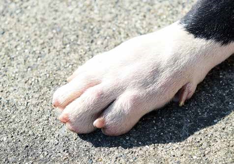 close up of dog nails