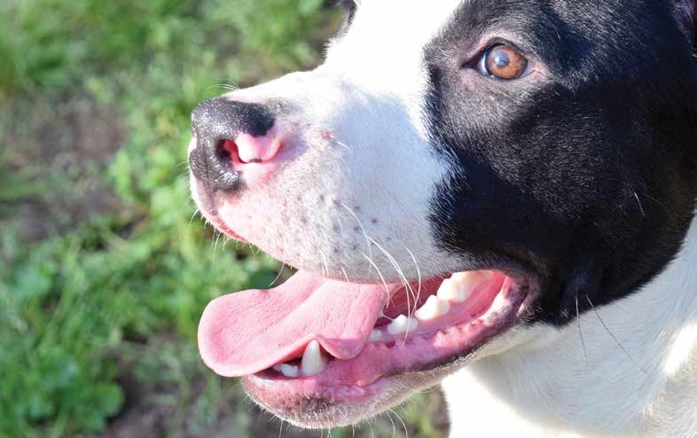 close up of dog's mouth