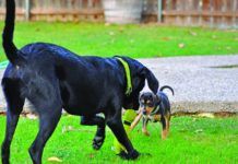 Puppy socialization