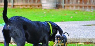 Puppy socialization is a key element for how your dog gets along with other dogs and people.