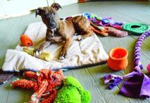 Puppy on blanket