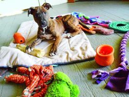 Puppy on blanket