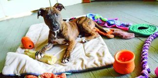 Puppy on blanket