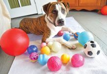The best toy dog balls offer fun and safety. Being too large to be swallowed and too durable to be broken into sharp edged or swallowable pieces.