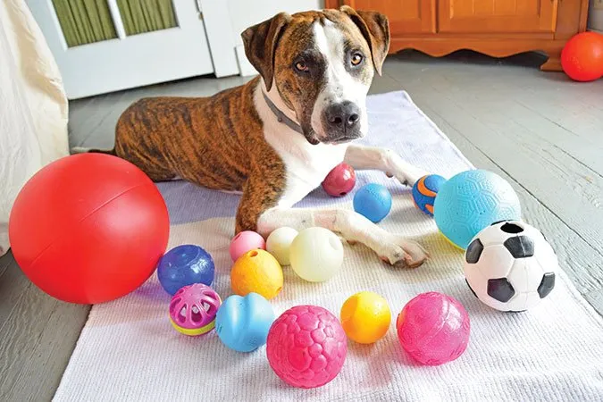 The best toy dog balls offer fun and safety. Being too large to be swallowed and too durable to be broken into sharp edged or swallowable pieces.