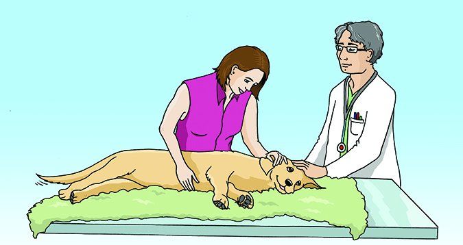 Euthanizing An Old Dog How It Works