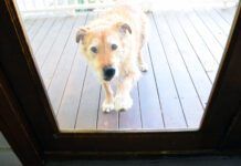 A dog scratches at a glass door