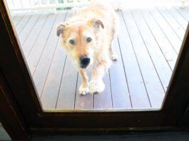 A dog scratches at a glass door