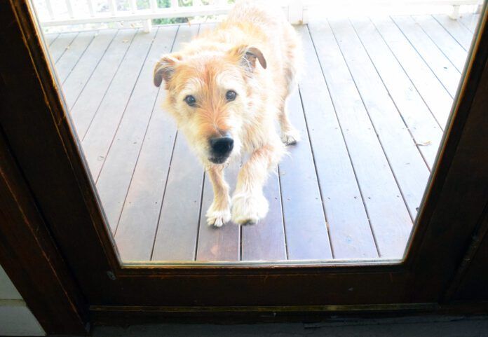 A dog scratches at a glass door