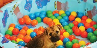 Puppy in kitty pool