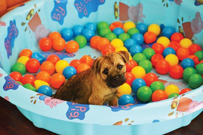 Puppy in kitty pool