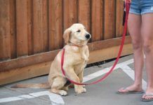 Dog on leash