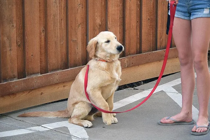 Dog on leash