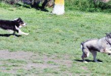 Two dogs running joyfully off-leash.