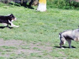 Two dogs running joyfully off-leash.