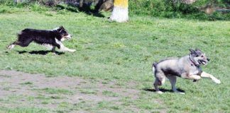 Two dogs running joyfully off-leash.