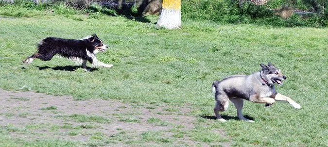 Two dogs running joyfully off-leash.