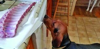 Dog behavior modification can help with many of a problem's dog troublesome behaviors.