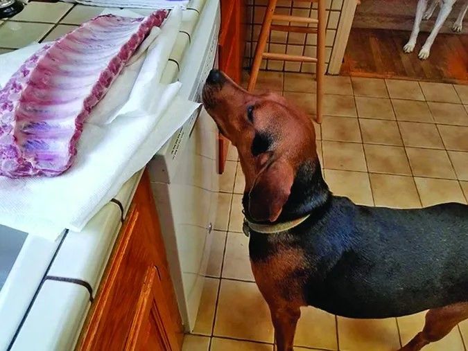Dog behavior modification can help with many of a problem's dog troublesome behaviors.