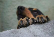 Dog toenails