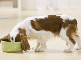 Whole dog journal sales food list 2018