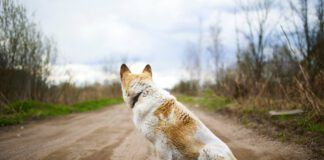 Teaching your dog to just walk a way can help keep you both safe.