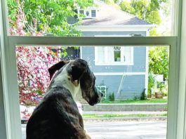 The best way to correct a dog's behavior is to remove opportunities for bad behavior and provide a new better behavior.