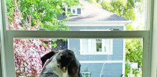 The best way to correct a dog's behavior is to remove opportunities for bad behavior and provide a new better behavior.