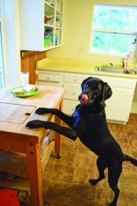 dog jumping on counter