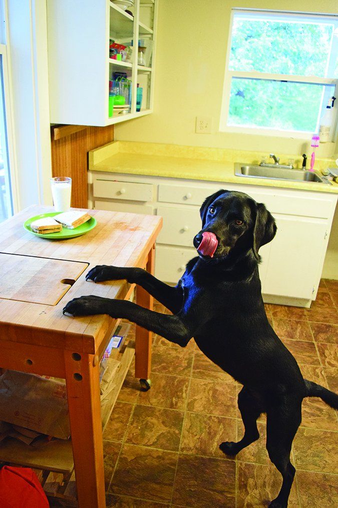 How to Stop a Dog's Unwanted Behavior in Five Steps Whole Dog Journal