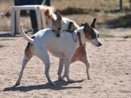 dog humping