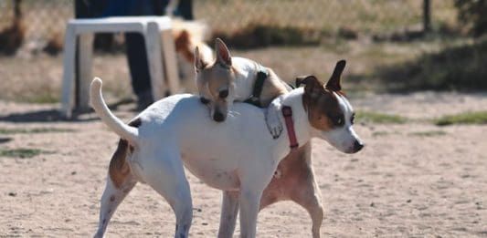 dog humping