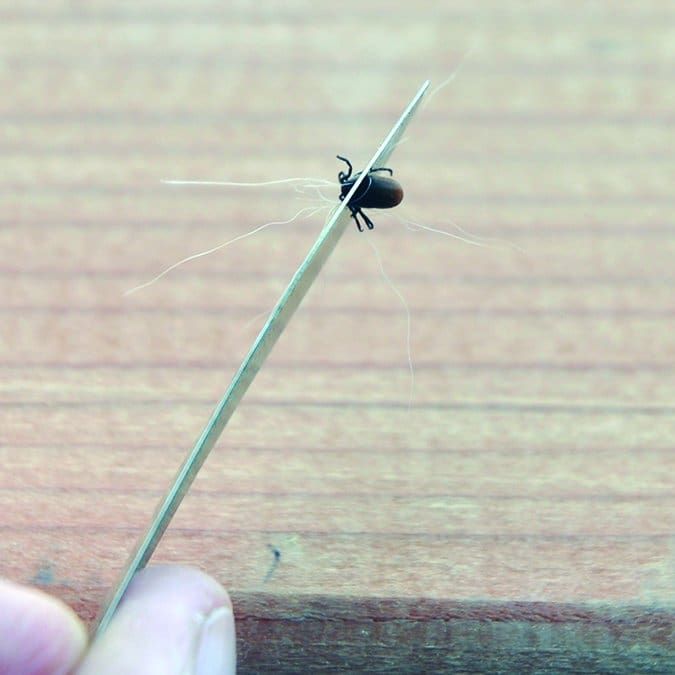 5 Steps to Safely Pull A Tick Off Your Dog Whole Dog Journal