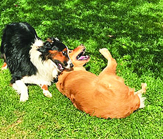 4 Puppy Biting Survival Strategies - Whole Dog Journal